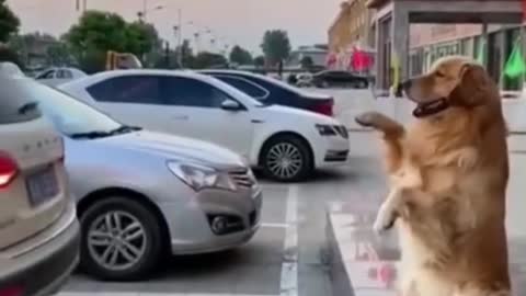 Super Smart Dog Helps With Car Parking