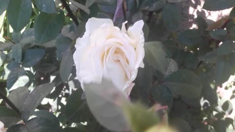 Rose bush and wind