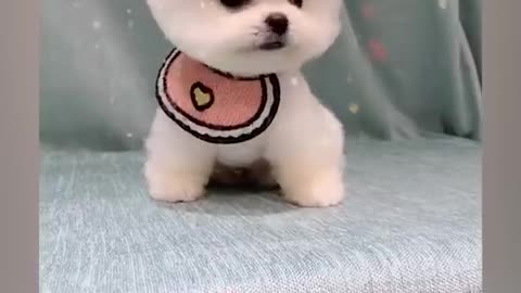 Cute baby dog