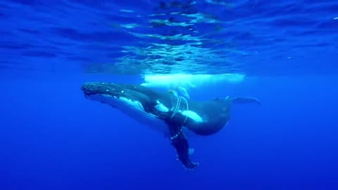 Tangled mother Humpback whale needs help