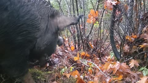 Pigs Love Eating Oregon Big Leaf Maple Leaves