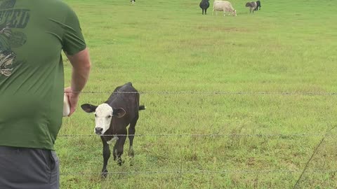 Cow Calf Runs Across Field For Bottle