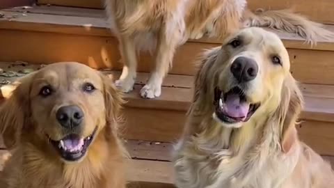 Happy dog 🐕🐶🐕 compilation funny compilation#Happy dog4