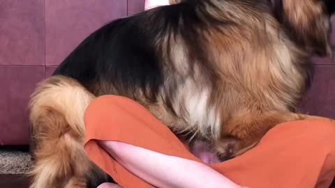 Dogs Cuddle and Comfort Sad Owner