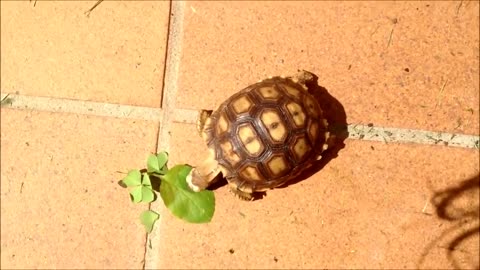 Tortuga de tierra bebe