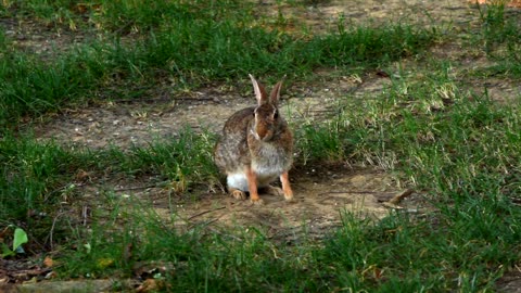 Rabbit Park Nature Animal Mammal Grass Fur