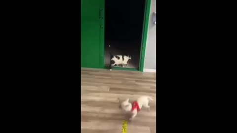 funny cat vs dog