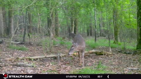 Trail Camera Deer - Deer Walking through Woods to Feed