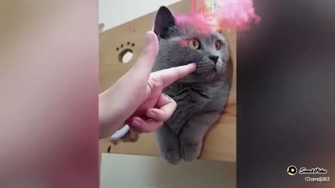 Funny cat video ! Funny cat