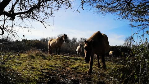 Horses for Nature #konik