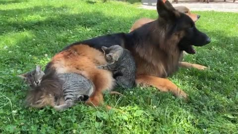 Kitten Raised By German Shepherd Uses Him As A Pillow