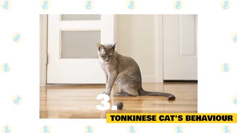 Interesting FACTS and MYTHS about TONKINESE Cat