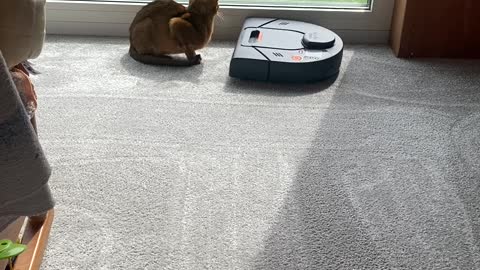 Robot Vacuum Cleans Around Cat