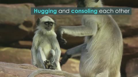 Monkey Troop Mourns the Death of Baby Together / BBC Earth