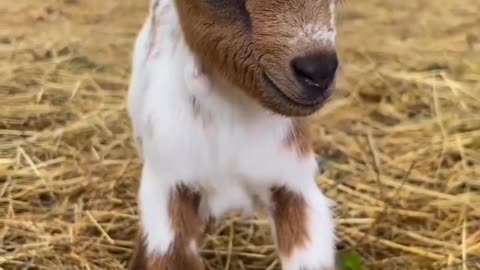 So Cute Baby Goat #shorts #shortvideo #video #virals #videoviral