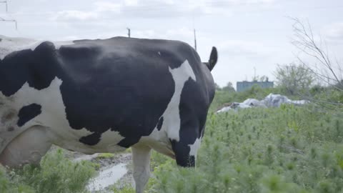 Lonely healthy well-groomed cow walking around the farm yard