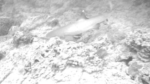 Whitetip Reef Shark