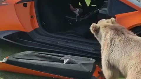 Excited bear destroy lambo’s door