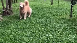 Ecstatic Golden Retriever really wants to play fetch