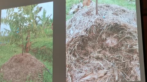 P11 Pembangunan Tanaman Durian, Mohd Ali Hanafiah, @Raub, 4 Jun 2024