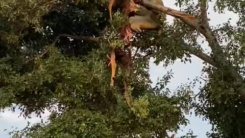 lioness attacks leopard