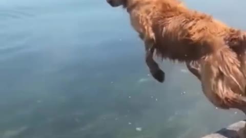 Golden Retriever in flight