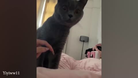 funny cat video