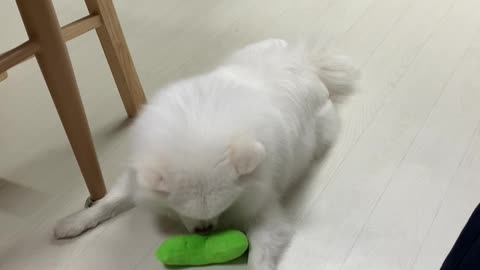 puppy playing with toys