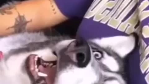 Stubborn Husky throws hilarious temper tantrum in the bathtub