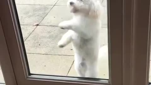 Cute dog dancing