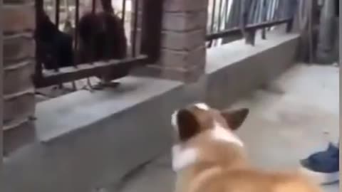 Dog Vs cock fight