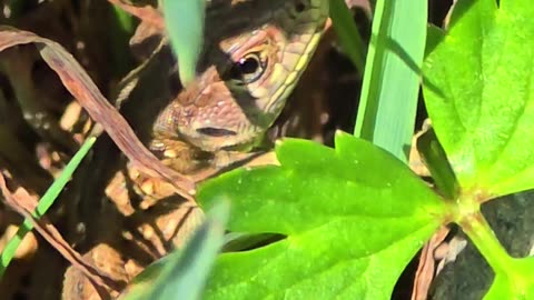 Lizard hiding in the grass / beautiful reptile.