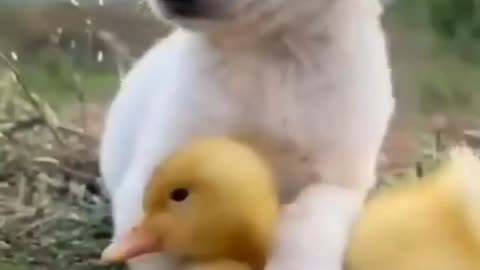 cute puppies with duck video