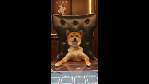 Collection of Cat and Dog Funny and Satisfying Tik Tok China