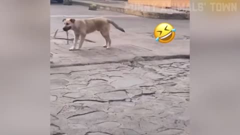 Funniest Dog and Cat video🤣🤣