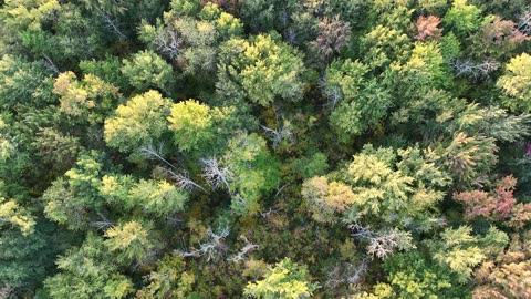 Unbelievable Forest View in 4k! ( Toad Man Tropicals )