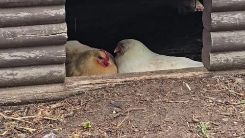 OMC! Whitey and friend snuggle while staying dry! 😄🐔 🐔💖#chickens #hens #whitey #shorts #love #dry