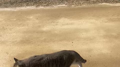 A video of a cat running