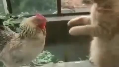 Cat vs Chicken