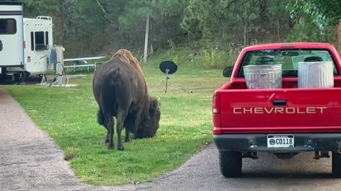 Campground visitor