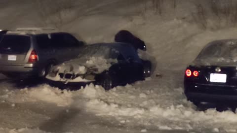 Close Encounter with Black Bear that Climbs into Car