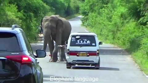 Sri Lanka Wild Elephant Attack | Deadly elephant rampage shocks To Van