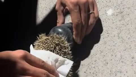 Hedgehog rescued after getting head stuck in bottle