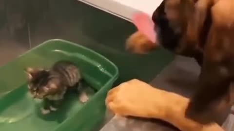 Doggie giving cat friend a bath!