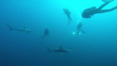 AMAZING Zambezi's (Bull Sharks)