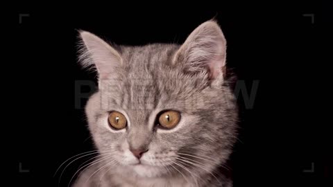 Kitten Yawns On Black Background