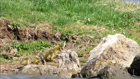 Canada Goose Goslings on a Windy Kansas Lake