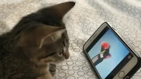 Cat watching tom and jerry