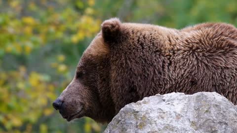 Spotting wild bears while walking