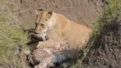 Lioness Attacks Baby Giraffe